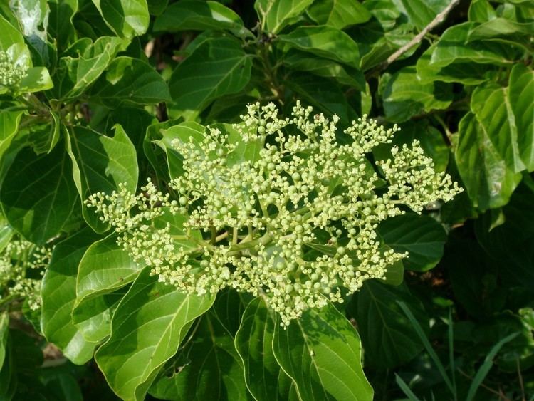 Premna serratifolia Premna serratifolia L