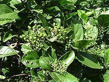 Premna serratifolia httpsuploadwikimediaorgwikipediacommonsthu