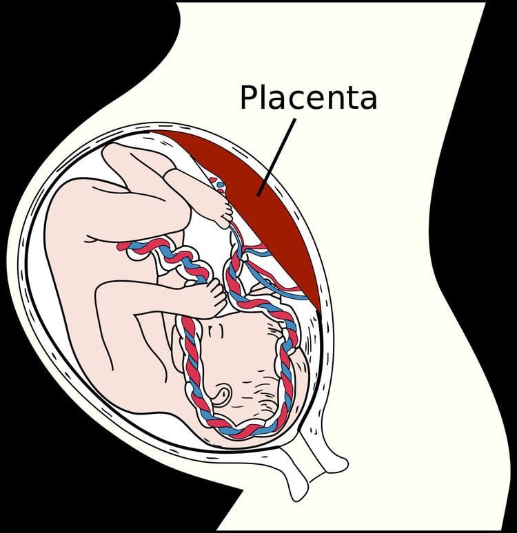 Prenatal and perinatal psychology