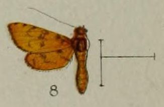 Preneopogon