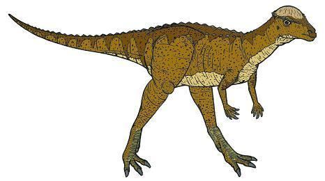 Prenocephale Prenocephale Dinosaur Facts information about the dinosaur