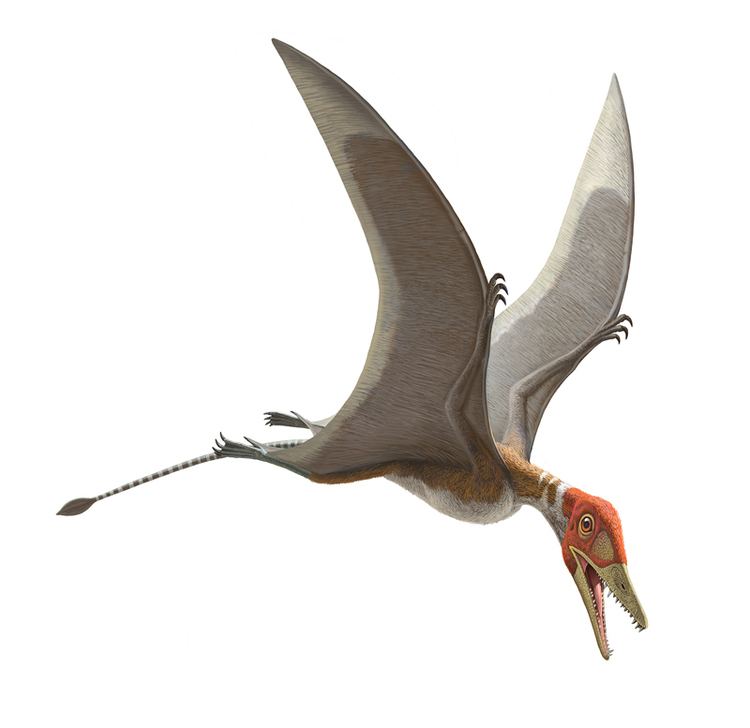 Preondactylus What Is a Pterosaur Video