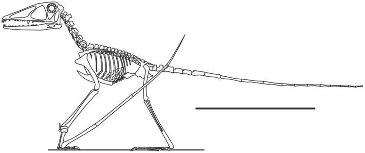 Preondactylus 