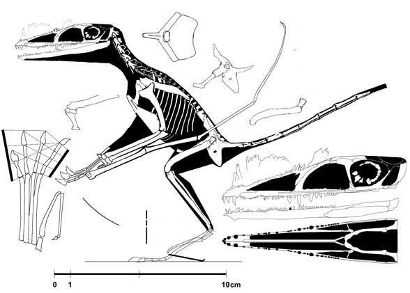 Preondactylus Preondactylus bufarinii Dinosaurs