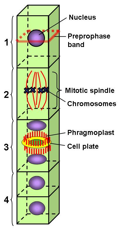 Preprophase band