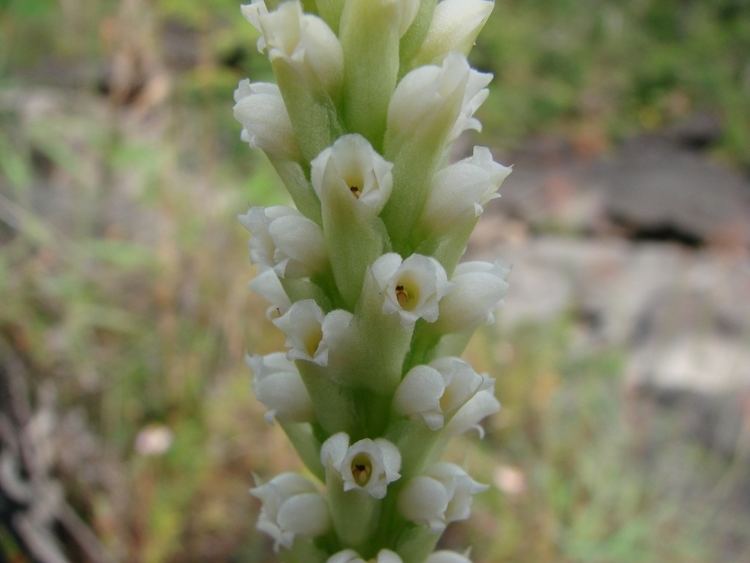 Prescottia (plant) Prescottia Wikimedia Commons