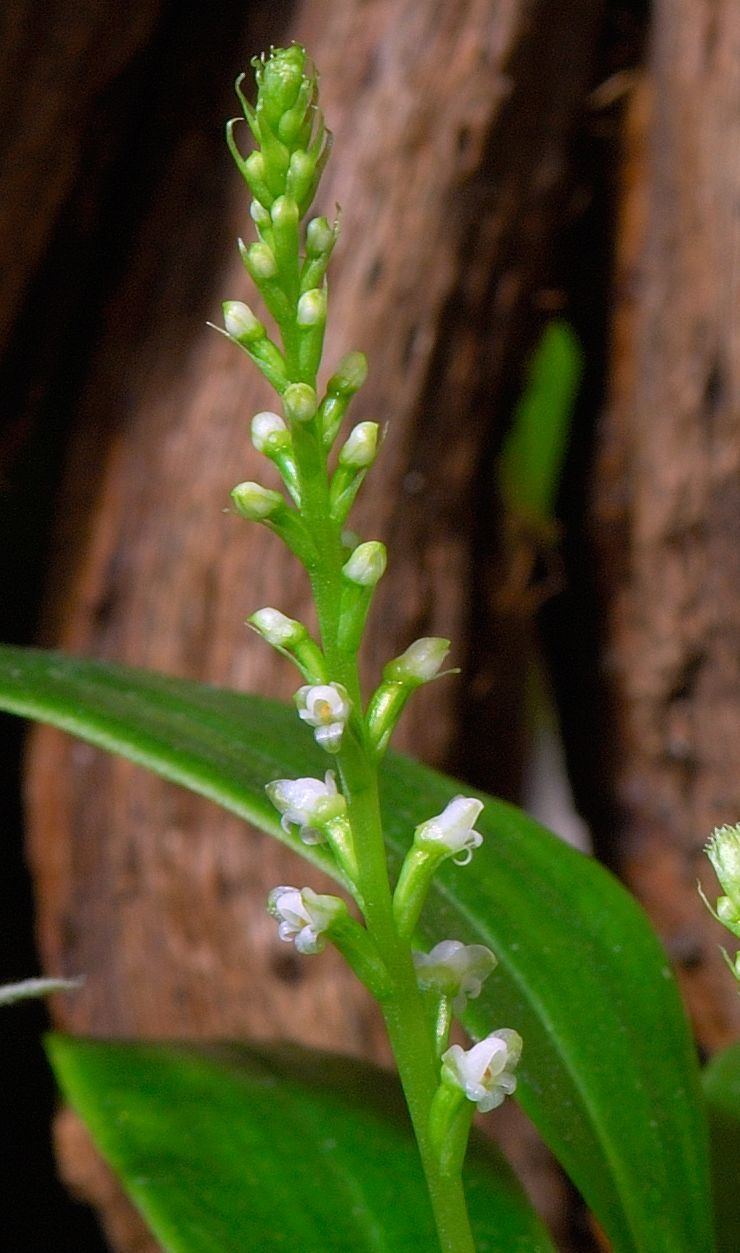 Prescottia (plant) wwworchidspeciescomorphotdirpresoliganthajpg