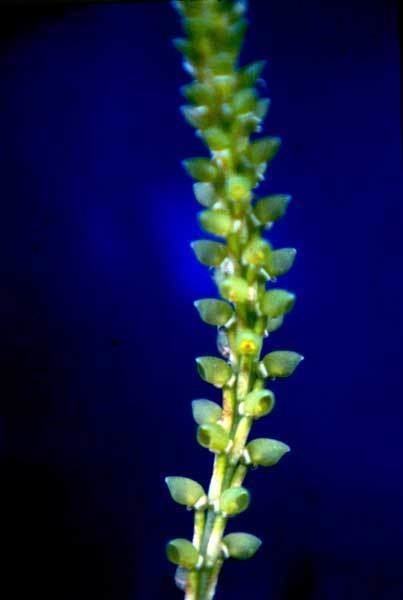 Prescottia (plant) Orqudeas da Mata Atlntica Prescottia