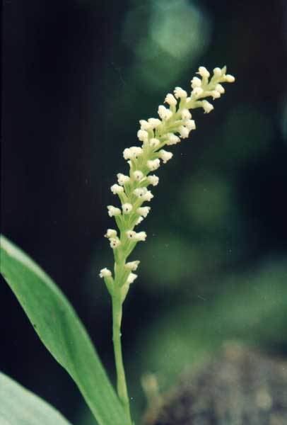 Prescottia (plant) Orqudeas da Mata Atlntica Prescottia
