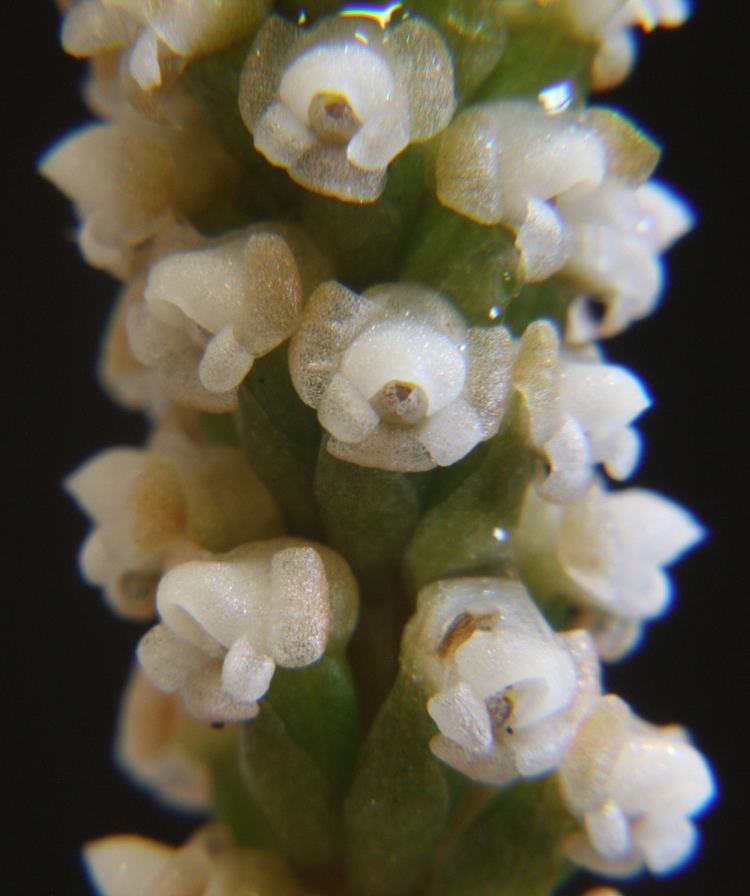 Prescottia (plant) IOSPE PHOTOS
