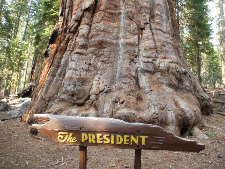 President (tree) President Tree Here39s to a Full Life