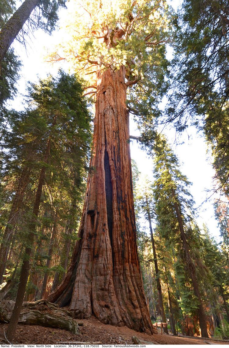 President (tree) President Tree Famous Redwoods