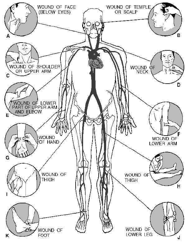 Pressure point Figure 16Pressure points for control of bleeding