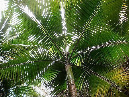 Prestoea Prestoea acuminata Palmpedia Palm Grower39s Guide