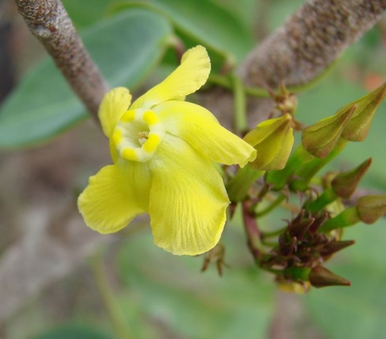 Prestonia (plant) httpsuploadwikimediaorgwikipediacommons99