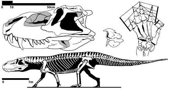 Prestosuchus prestosuchus588jpg