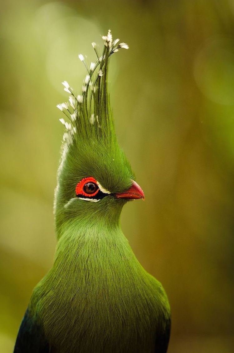 Pretty Bird Alchetron The Free Social Encyclopedia
