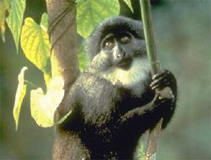 Preuss's monkey Preuss Monkey CITES