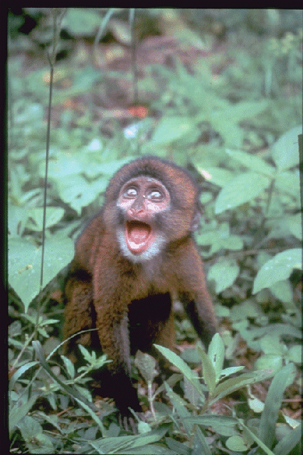 Preuss's monkey Animal Info Preuss39s Monkey
