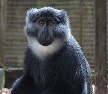 Preuss's monkey httpsuploadwikimediaorgwikipediacommonsthu