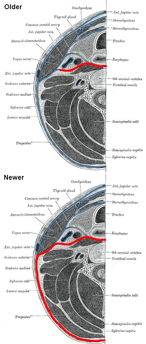 Prevertebral fascia