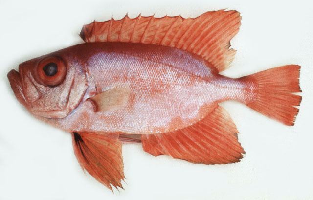 Priacanthus Fish Identification