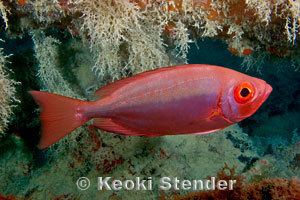 Priacanthus meeki wwwmarinelifephotographycomfishesbigeyespriac