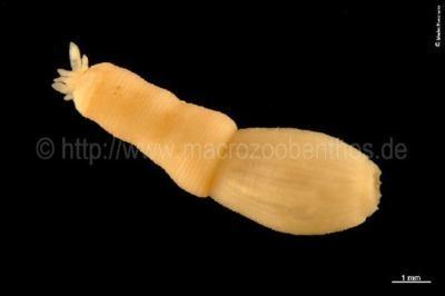 Priapulida Palaeos Scalidophora Priapulida