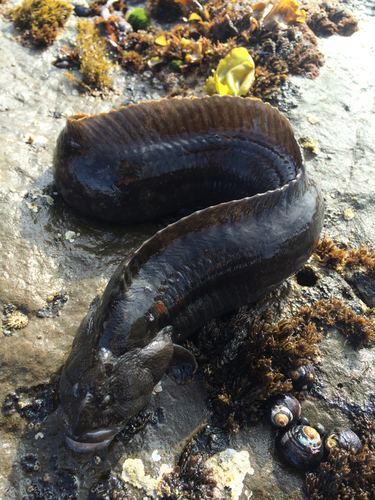 Prickleback Monkeyfaced Prickleback Cebidichthys violaceus iNaturalistorg