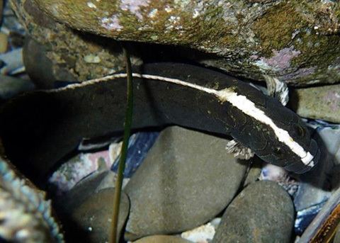 Prickleback Monkeyface Prickleback Cebidichthys violaceus