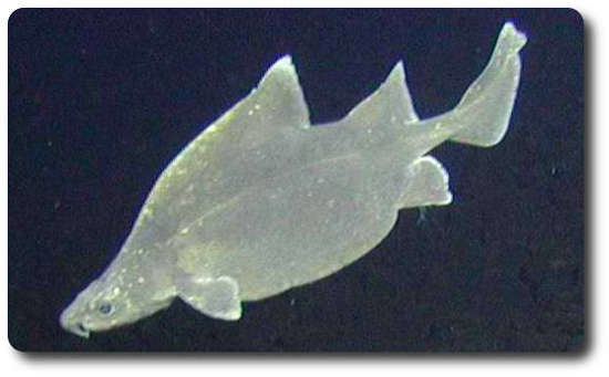 Prickly dogfish The Prickly Dogfish Shark Is A Rare Type Of Shark Shark Sider
