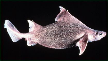 Prickly dogfish NOVA Online Island of the Sharks Prickly dogfish