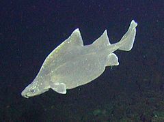 Prickly dogfish httpsuploadwikimediaorgwikipediacommonsthu