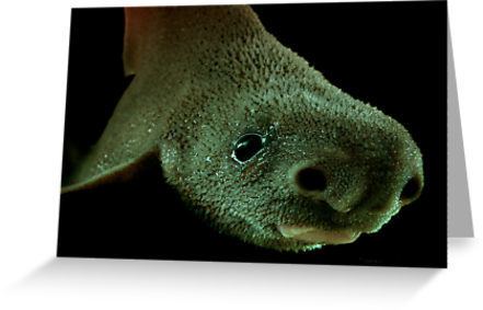 Prickly dogfish Prickly Dogfishquot Greeting Cards by Peter Shearer Redbubble