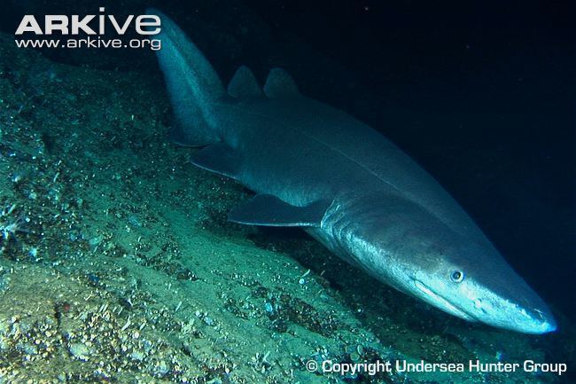 Prickly shark Prickly shark videos photos and facts Echinorhinus cookei ARKive