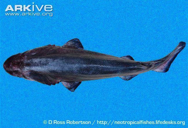 Prickly shark Prickly shark photo Echinorhinus cookei G132693 ARKive