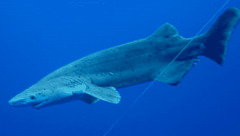 Prickly shark Daily Green Prickly Shark lives to see another day