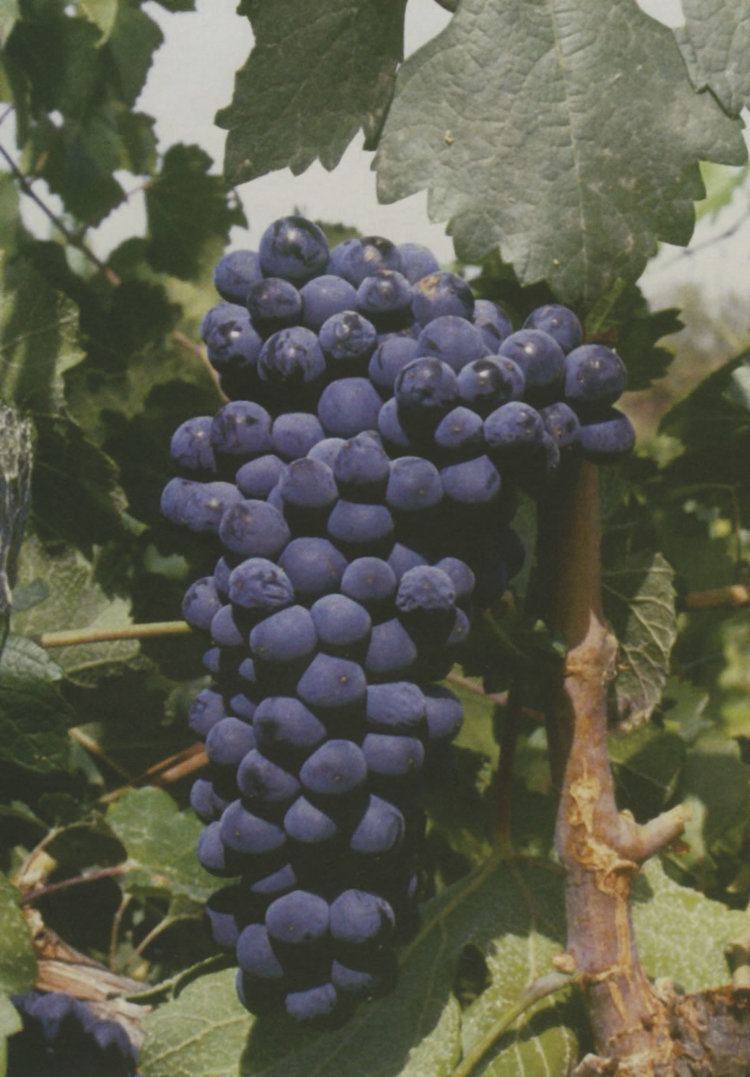 Prieto Picudo Prieto Picudo Variedades de uvas tintas espaolas