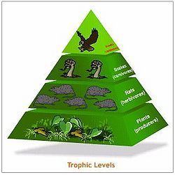 Primary producers Trophic levels SignWiki