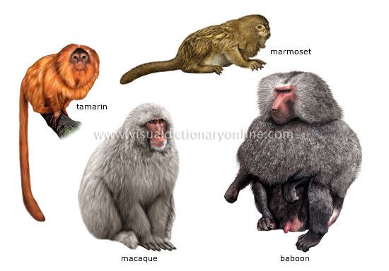 Primate ANIMAL KINGDOM PRIMATE MAMMALS EXAMPLES OF PRIMATES 1 image