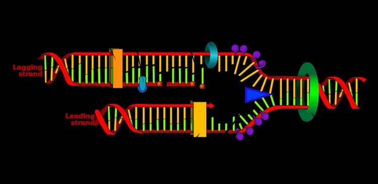 Primer (molecular biology)