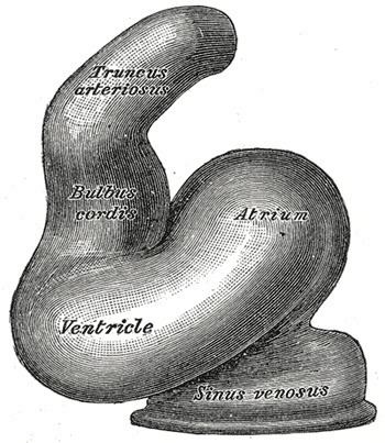 Primitive ventricle