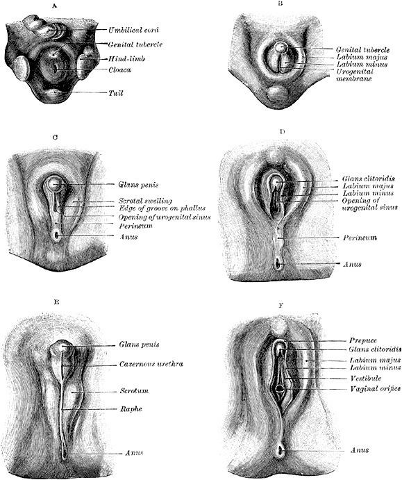 Primordial phallus