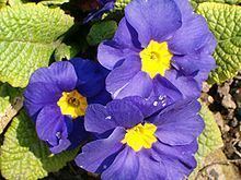 Primula httpsuploadwikimediaorgwikipediacommonsthu