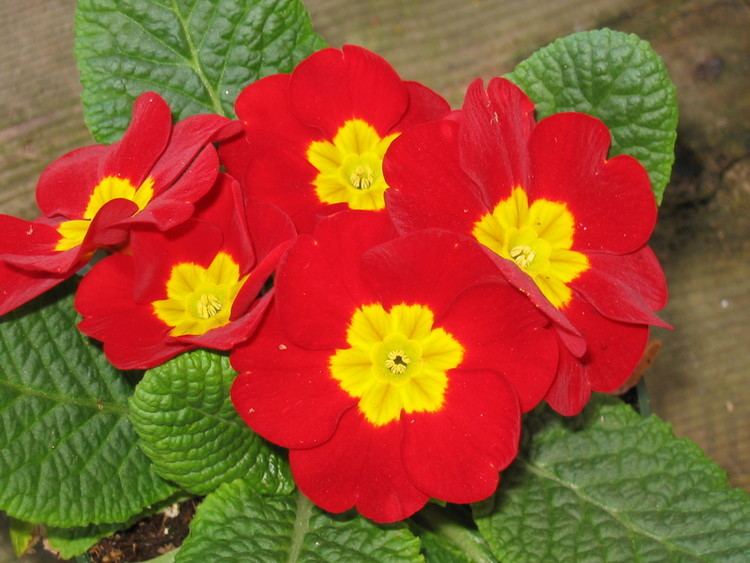 Primula Primula huntersgardencentrecom