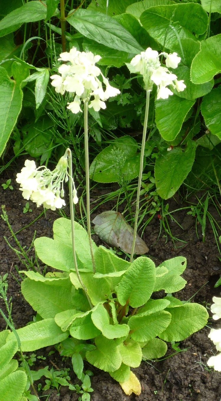 Primula alpicola httpsgardeningattheedgefileswordpresscom201