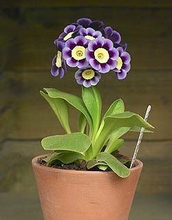 Primula auricula 1000 images about Auricula on Pinterest Flower Cedar wood and