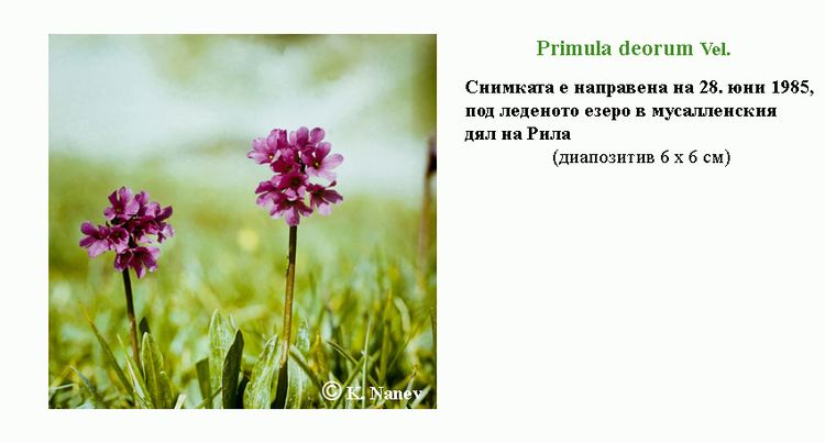 Primula deorum wwwbgfloraeuImagesPrimula20deorum220BULjpg