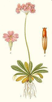 Primula farinosa httpsuploadwikimediaorgwikipediacommonsthu