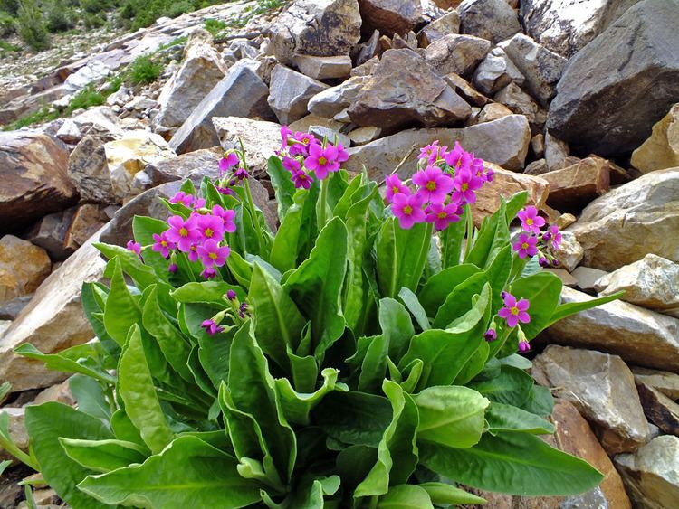 Primula parryi Primula parryi Primulaceae image 41211 at PhytoImagessiuedu
